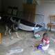 Image for article titled Hero Dog Saves Family By Jumping in Front of Bullets